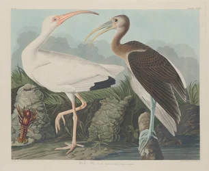 Ibis blanco, 1834